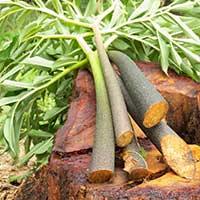 Rhodiola Rosea