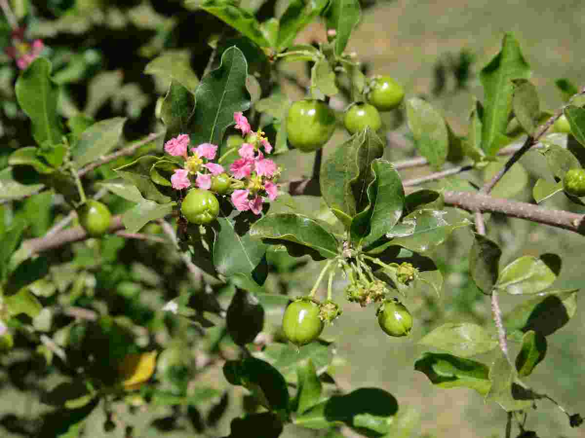 Haematococcus Pluvialis